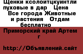 Щенки ксолоитцкуинтли пуховые в дар › Цена ­ 1 - Все города Животные и растения » Отдам бесплатно   . Приморский край,Артем г.